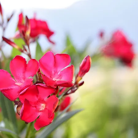 דירה Nr 2 Haus Voglreiter