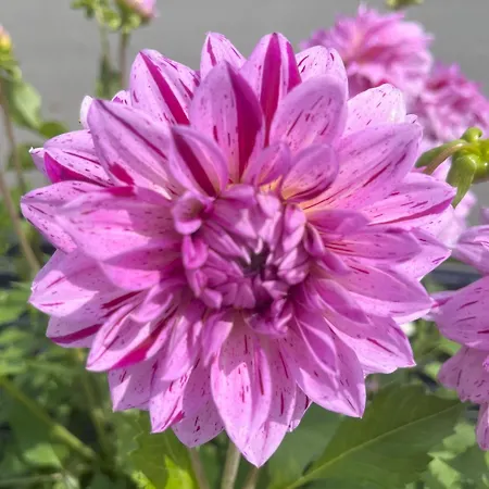 דירה Nr 2 Haus Voglreiter *