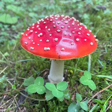 Daire Nr 2 Haus Voglreiter Kaprun