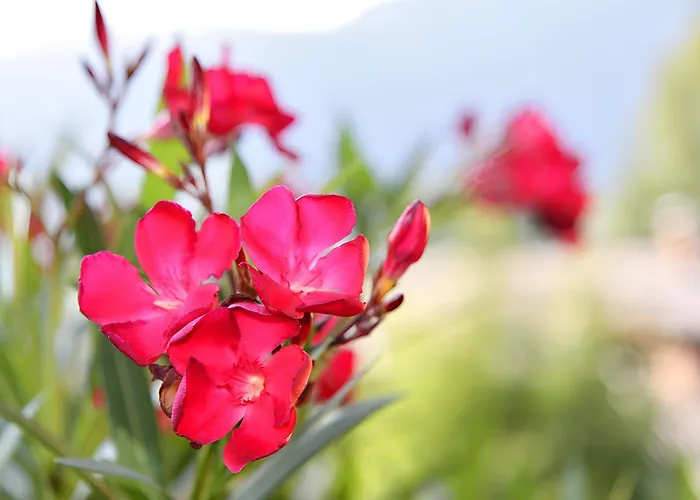 Appartement Nr 2 Haus Voglreiter