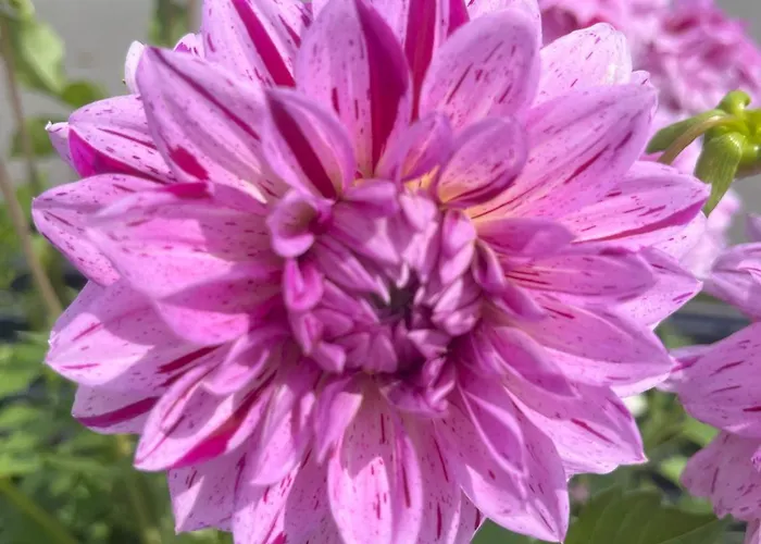 Appartement Nr 2 Haus Voglreiter *