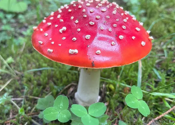 Appartement Nr 2 Haus Voglreiter Kaprun